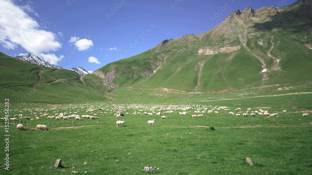 Naklejka premium Large herd of sheep grazing on a lush green meadow in the Caucasus Mountains of Georgia under a bright blue sky, nature concept