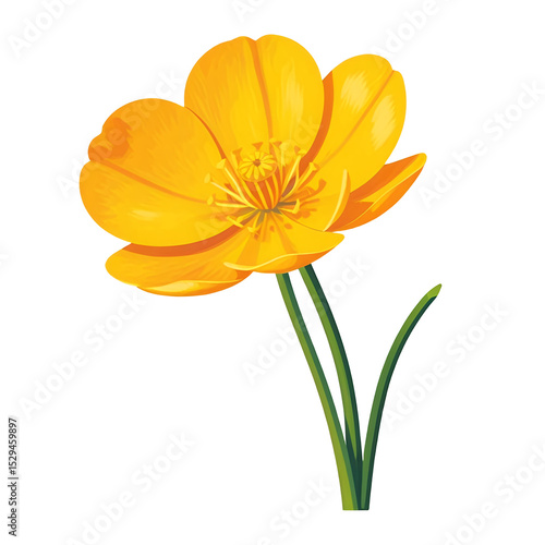 yellow-poppy-flower-illustration-isolated-on-black-background