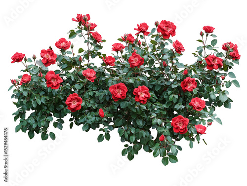 Fototapeta Naklejka Na Ścianę i Meble -  Red rose bush blooming isolated on transparent background