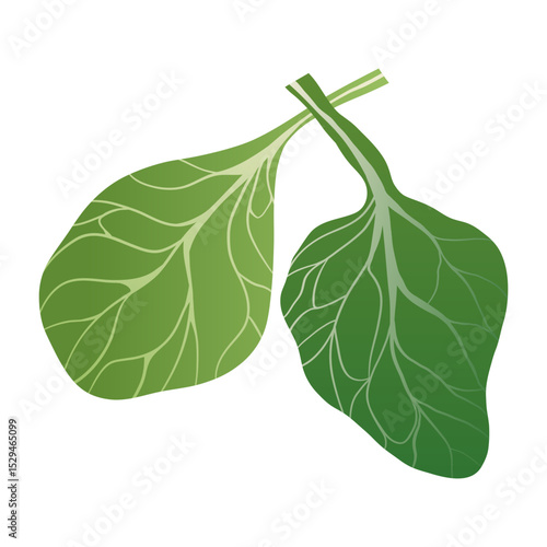 Spinach salad leaves. Fresh green organic leaves of spinach, cartoon healthy vegetarian food, raw natural garden vegetable plant ingredients. Vector isolated illustration