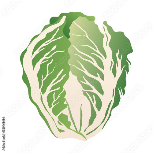Green cabbage icon. Whole fresh salad vegetable, chinese cabbage leaf flat gradient style, healthy food ingredient for cooking, farm natural product. Vector isolated illustration