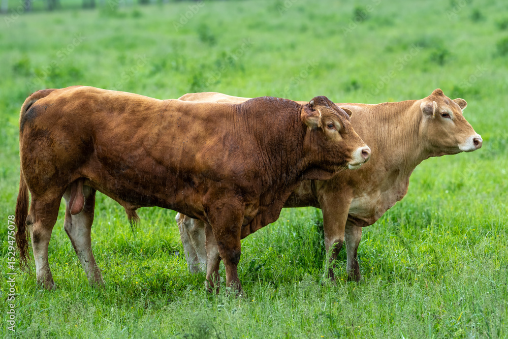 Brown Bull and Cow Standing in Green Pasture – Rural Cattle Breeding Scene Brown Bull and Cow Standing in Green Pasture – Rural Cattle Breeding Scene