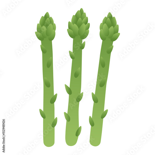 Green asparagus. Fresh spring organic vegetable, cartoon natural healthy food ingredient, green asparagus for vegetarian diet, grocery crop product. Vector isolated illustration