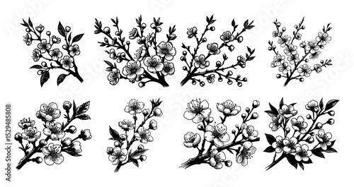 botanical hand drawn blooming flower set