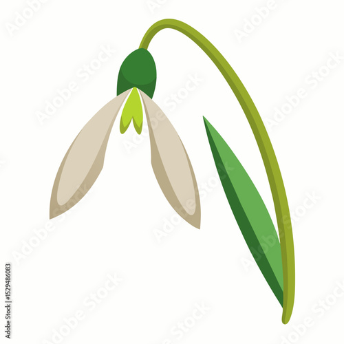 Elegant snowdrop flower illustration on a clean white background perfect for spring designs and nature themed