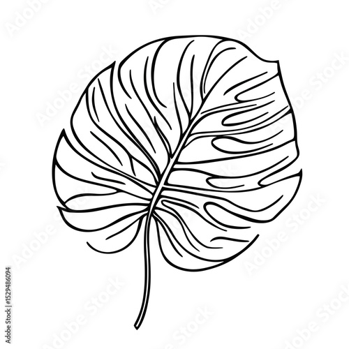 Minimalist one line art illustration of a single tropical Monstera deliciosa leaf with intricate vein details on a white background for botanical design and decoration