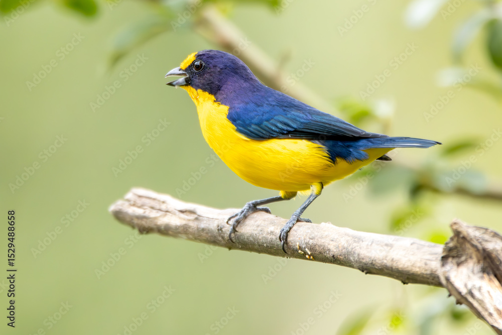 A Violaceous Euphonia also know as gaturamo perching in a branch tree. Green background, Species Euphonia violacea. Birdwatching. Animal world. Yellow bird. A Violaceous Euphonia also know as gaturamo perching in a branch tree. Green background, Species Euphonia violacea. Birdwatching. Animal world. Yellow bird.