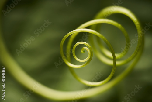 Roots in Motion: Abstract Green Filaments Forming a Living Loop