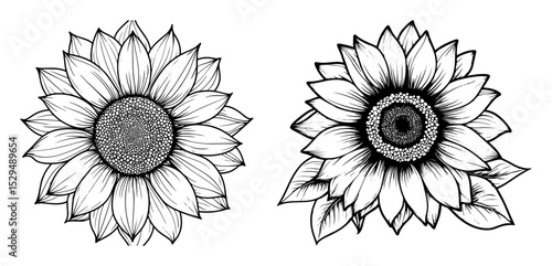 realistic sunflower head botanical vector illustration