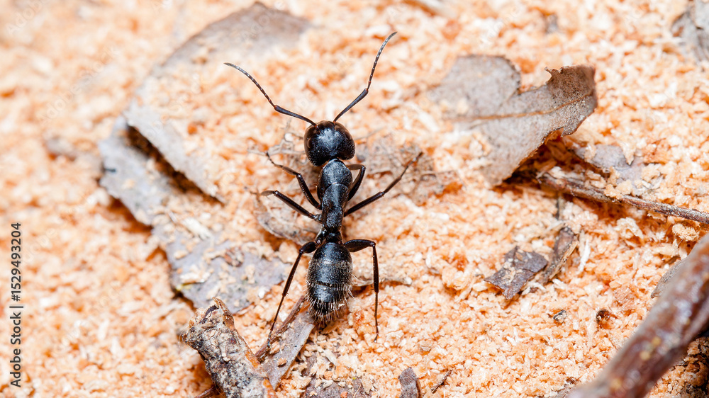 ant on the ground ant on the ground