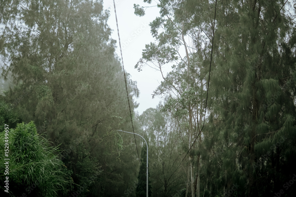 Fototapeta premium Road through a foggy forest