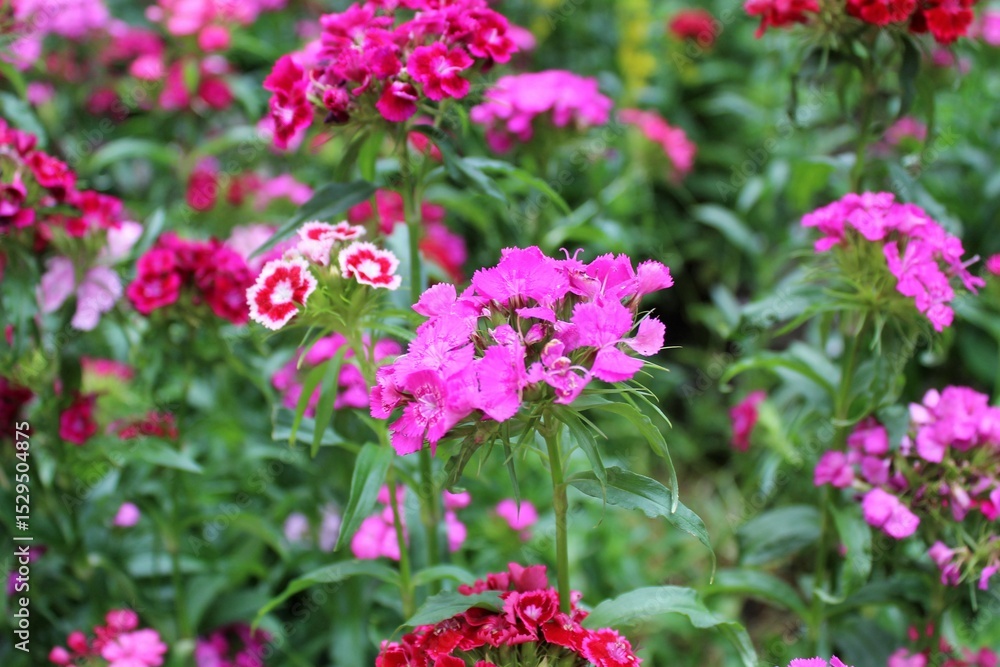 Pink carnation flowers bloom in the garden Pink carnation flowers bloom in the garden