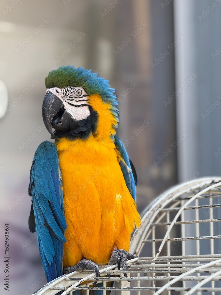 Obraz premium blue and yellow macaw
