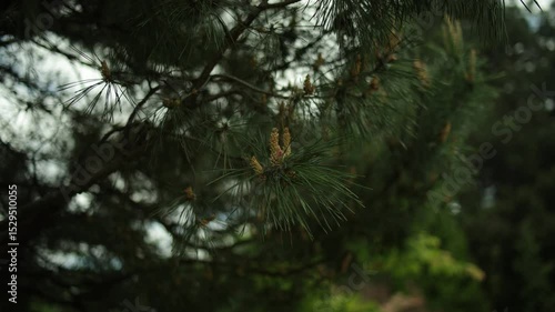 Common pine, a branch with cones in spring