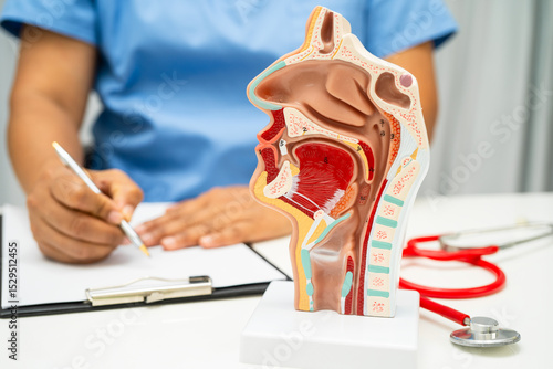 Asian doctor with nasal oral throat cavity neck human anatomy model for study diagnosis and treatment in hospital.
