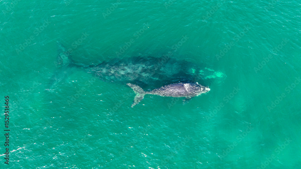 Fototapeta premium Baleia Franca, a Brazilian whale with her call in Florianopolis, Brazil. Right whales swimming near the coast of Florianopolis with their calves. Aerial view.