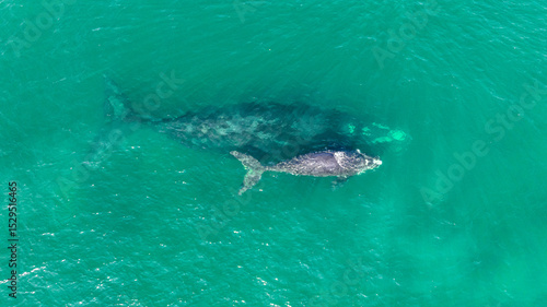 Baleia Franca, a Brazilian whale with her call in Florianopolis, Brazil. Right whales swimming near the coast of Florianopolis with their calves. Aerial view.
