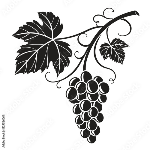 A black grape vine branch with leaves and a bunch is isolated