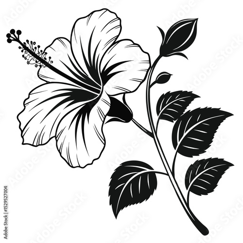 Detailed black and white hibiscus flower shows off its bud and leaves beautifully