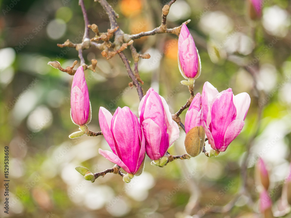 Obraz premium Blossoming magnolia buds glow in vibrant shades under gentle spring sunlight