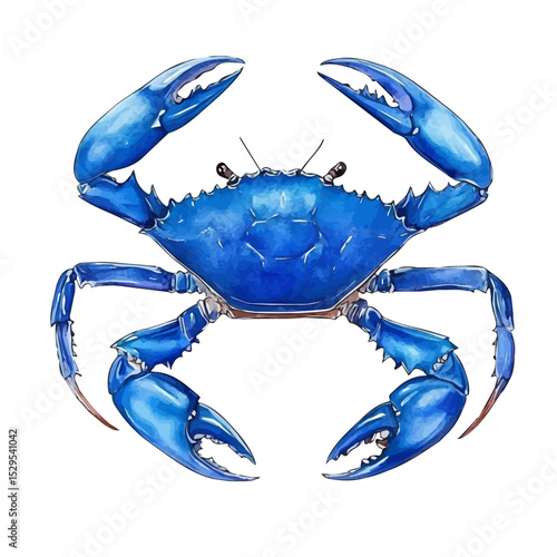 watercolor of Blue Crab, vector high quality, isolated on a white background.