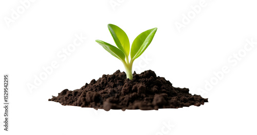 young plant in soil isolated