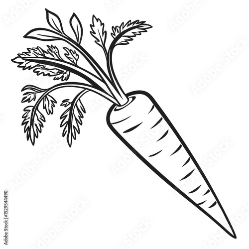 Detailed linear drawing reveals a vibrant carrot, presenting an intricately designed leafy top