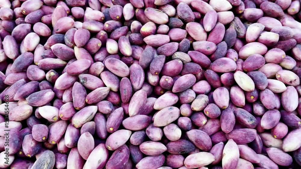 natural shelled pistachio cultivation and nut food natural shelled pistachio cultivation and nut food