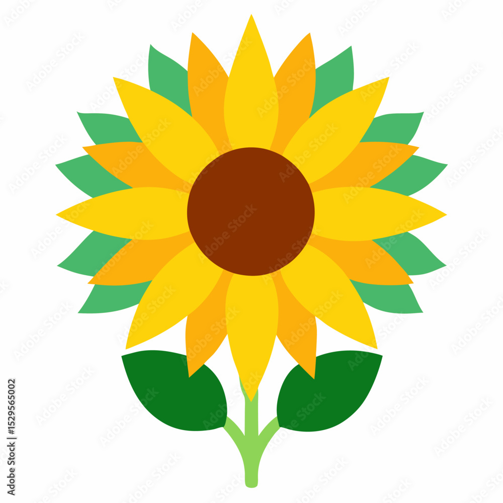 sunflower on white background sunflower on white background