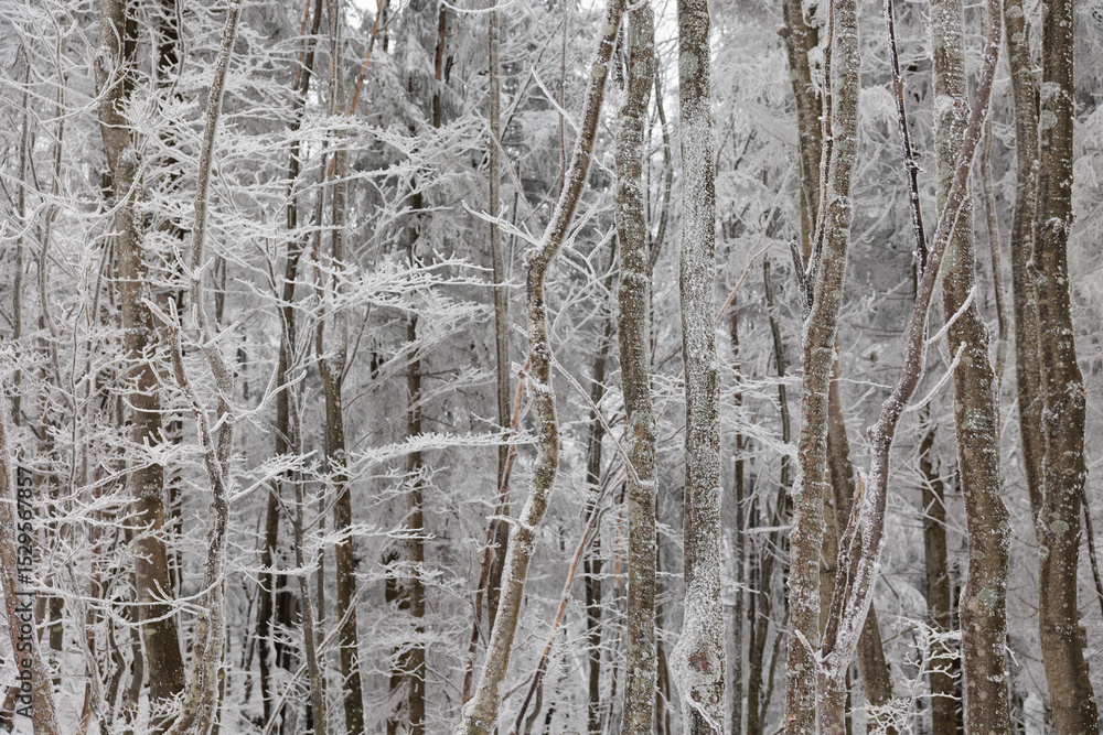 Fototapeta premium dettagli di una foresta di montagna in Slovenia con gli alberi ghiacciati e ricoperti di neve, di giorno, in inverno, dopo una nevicata
