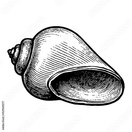 Closed Seashell Marine Snail Shell in Black and White Outline Line Art Drawing Vector Illustration
