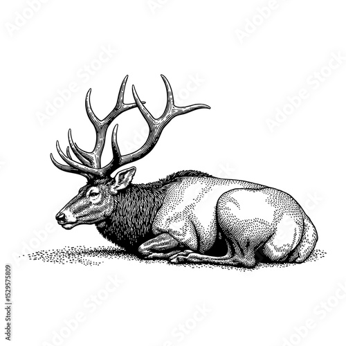Detailed Sleeping Elk Lying Down with Majestic Antlers Side View Black and White Outline Line Art Drawing