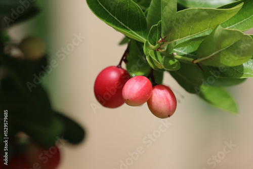 Bengal Currant, Carissa carandas, Christ thorn tree tropical fruit.