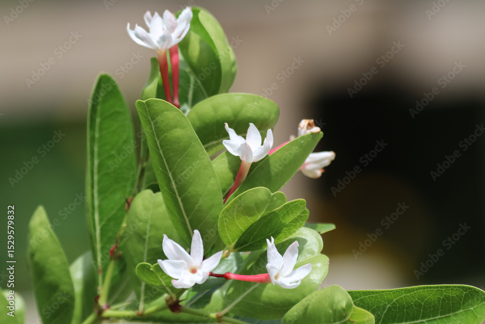 Obraz premium Flower of Bengal Currant, Carissa carandas, Christ thorn tree tropical fruit.