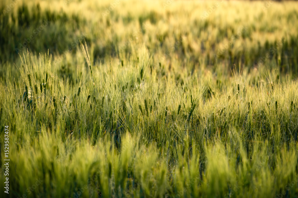 Fields Fields