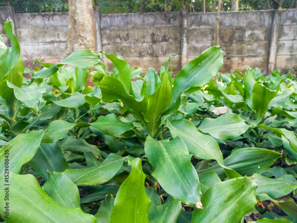 Obraz premium The galangal plant is one of the many spice plants originating from Indonesia.