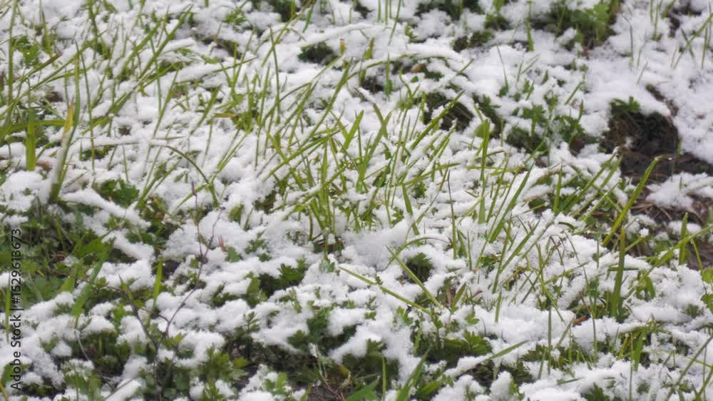 Snow lies on the green grass in early spring. Snow lies on the green grass in early spring.