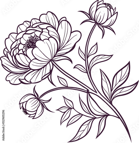Elegant line art peonies floral branch design