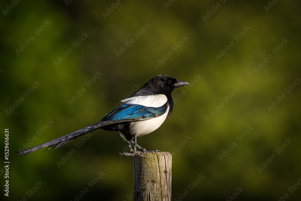 magpie on a pole in nature magpie on a pole in nature