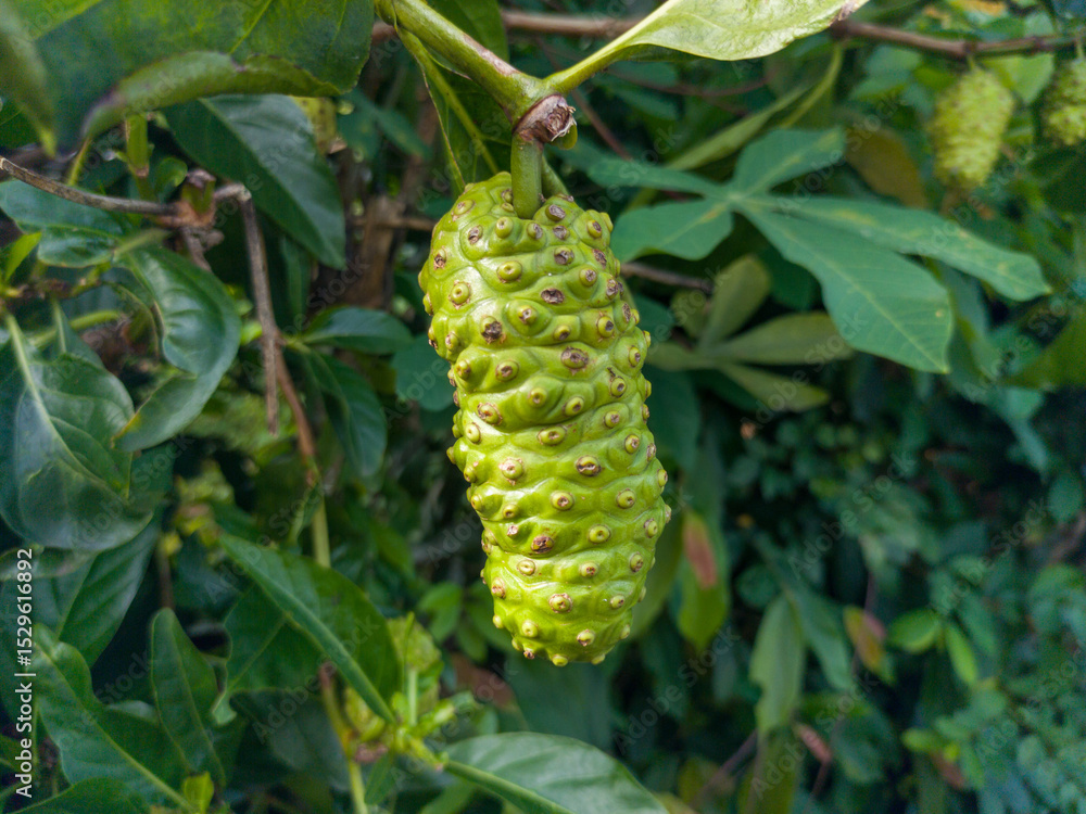 Fototapeta premium Noni fruit or morinda citrifolia known as mengkudu or pace is still small and not ready to be picked, with green fruit and dense leaves. The noni plant originates from Southeast Asia.