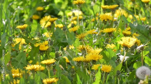 Yellow flowers Dandelions bloomed in spring. Close-up.