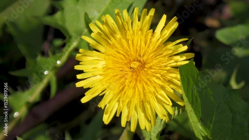 Yellow Dandelion on a sunny day. Close-up.