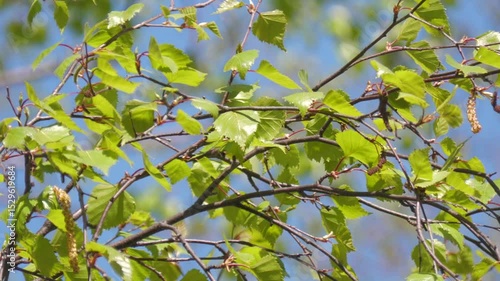 Fresh birch leaves on a sunny day against the blue sky. Close-up.