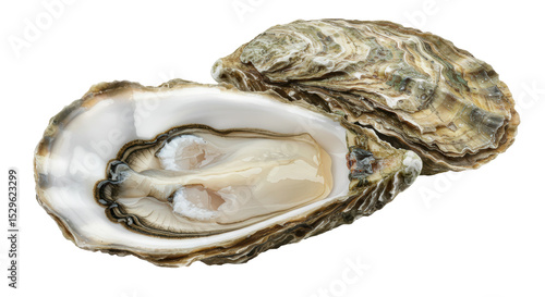 Εκτύπωση καμβά Isolated Oyster