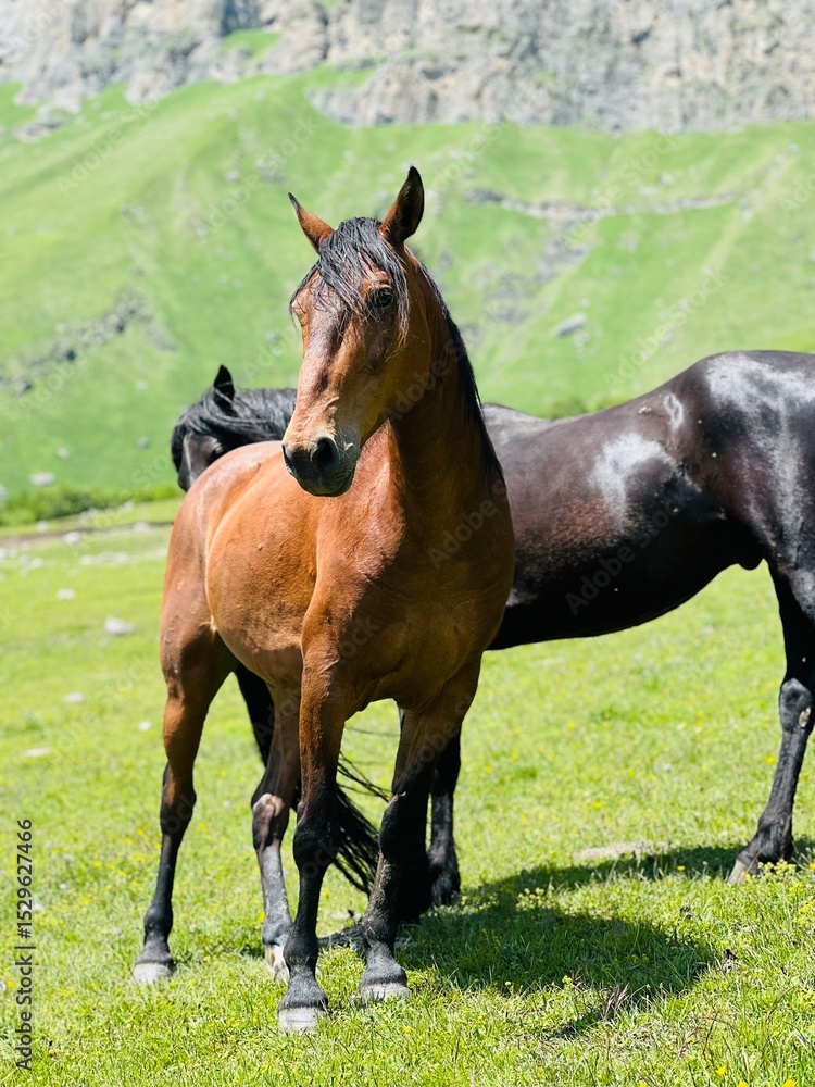 Fototapeta premium horse and foal
