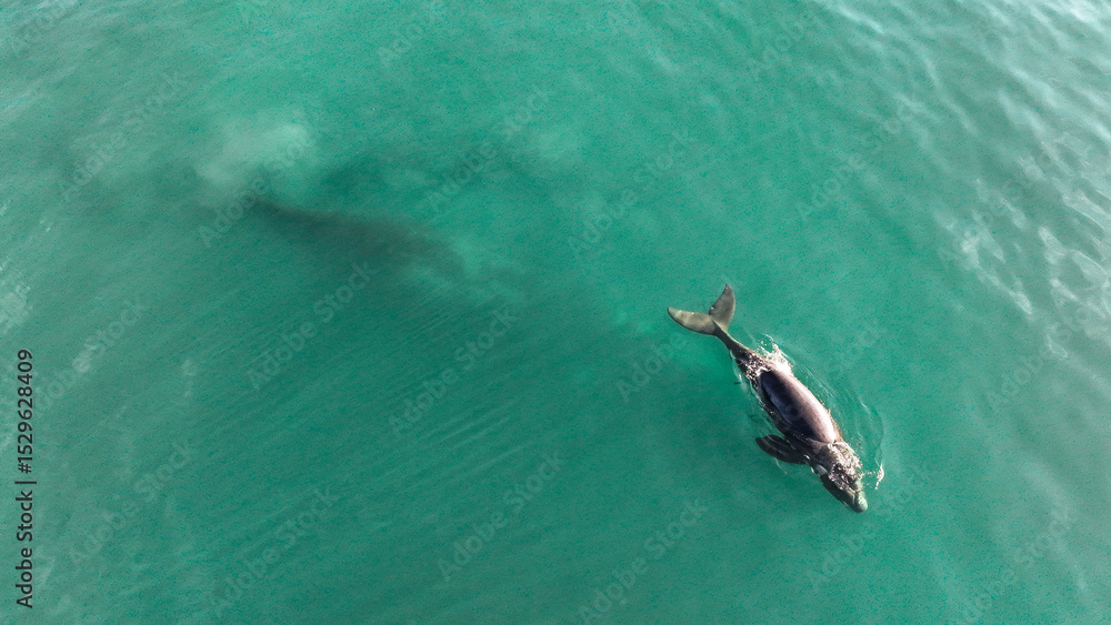 Fototapeta premium Baby whale, Baleia Franca, a Brazilian whale with her baby in Florianopolis, Brazil. Right whales swimming near the coast of Florianopolis with their calves. Aerial view.
