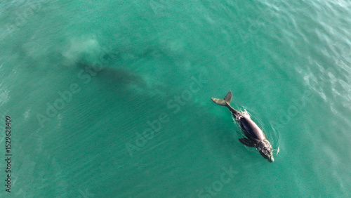 Baby whale, Baleia Franca, a Brazilian whale with her baby in Florianopolis, Brazil. Right whales swimming near the coast of Florianopolis with their calves. Aerial view.