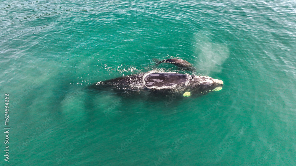 Obraz premium Baby whale, Baleia Franca, a Brazilian whale with her baby in Florianopolis, Brazil. Right whales swimming near the coast of Florianopolis with their calves. Aerial view.
