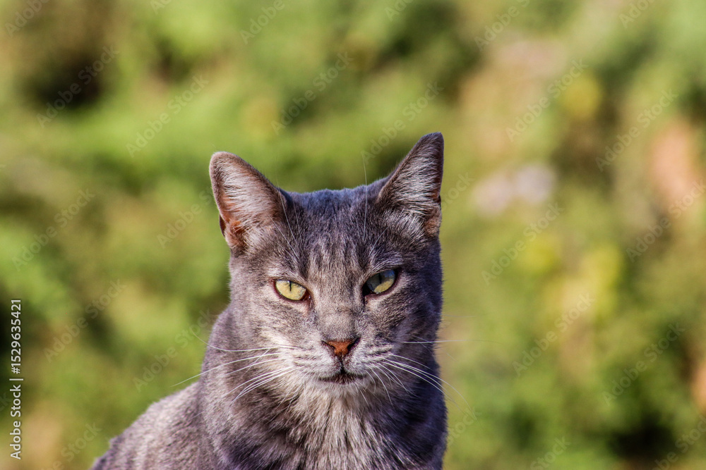 Fototapeta premium portrait of a cat