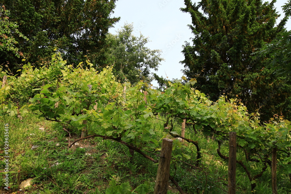 Fototapeta premium Versailles, France - June 3, 2025.View on the garden of the Petit Trianon located on the grounds of the Palace of Versailles